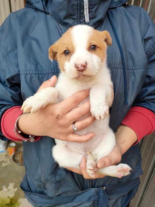 Toska Cucciola Taglia Medio Piccola